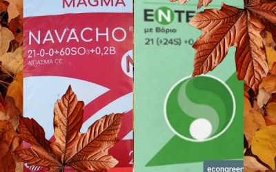 ΕΛΙΑ : ΑΖΩΤΟ ΚΑΙ Ο ΡΟΛΟΣ ΤΟΥ ΣΤΗ ΛΙΠΑΝΣΗ ΤΗΣ ΕΛΙΑΣ