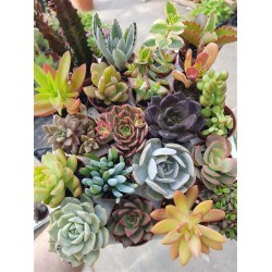 ΣΥΛΛΟΓΗ "BERA" 20 ΦΥΤΩΝ 5,5 ΕΚ