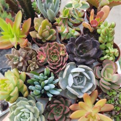 ΣΥΛΛΟΓΗ "BERA" 20 ΦΥΤΩΝ 5,5 ΕΚ