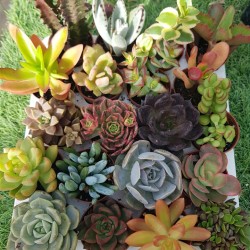 ΣΥΛΛΟΓΗ "BERA" 20 ΦΥΤΩΝ 5,5 ΕΚ