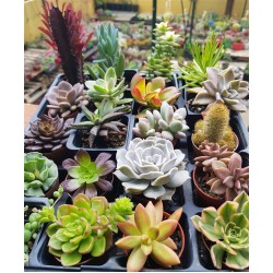 ΣΥΛΛΟΓΗ  Ν12  ΑΠΟ 20 ΚΑΚΤΟΥΣ ΚΑΙ ΠΑΧΥΦΥΤΑ Γ. 5,5