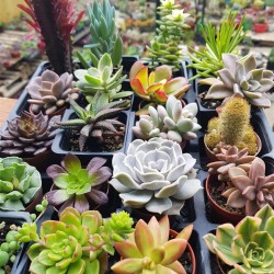 ΣΥΛΛΟΓΗ  Ν12  ΑΠΟ 20 ΚΑΚΤΟΥΣ ΚΑΙ ΠΑΧΥΦΥΤΑ Γ. 5,5