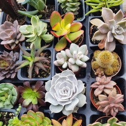 ΣΥΛΛΟΓΗ  Ν12  ΑΠΟ 20 ΚΑΚΤΟΥΣ ΚΑΙ ΠΑΧΥΦΥΤΑ Γ. 5,5