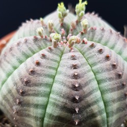 Euphorbia ( Εφόρμπια ) "Obesa " γλ.8,5