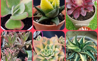 ΠΑΧΥΦΥΤΑ : ΧΕΙΜΕΡΙΝΉΣ ΑΝΆΠΤΥΞΗΣ ΠΑΧΥΦΥΤΑ