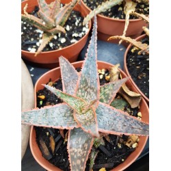 Red Christmas aloe  ( Hybride  1 ) ΓΛ 10,5