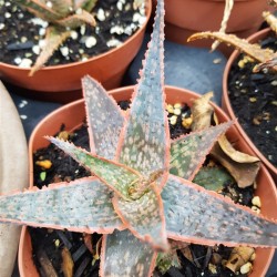 Red Christmas aloe  ( Hybride  1 ) ΓΛ 10,5