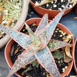 Red Christmas aloe  ( Hybride  1 ) ΓΛ 10,5