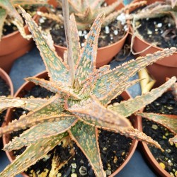 Christmas Carol  aloe  ( Hybride  1 ) ΓΛ 10,5