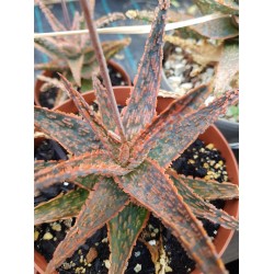 Christmas Carol  aloe  ( Hybride  1 ) ΓΛ 10,5