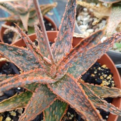 Christmas Carol  aloe  ( Hybride  1 ) ΓΛ 10,5