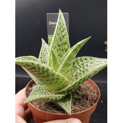 Aloe raushii "demi " 10