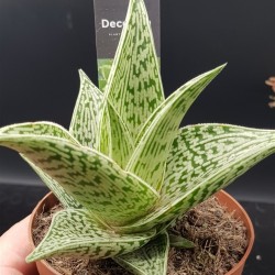 Aloe raushii "demi " 10