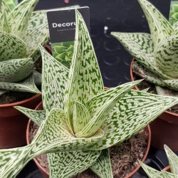 Aloe raushii "demi " 10