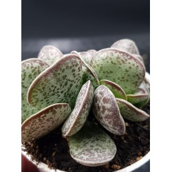 Adromischus rupicola γλ 8,5