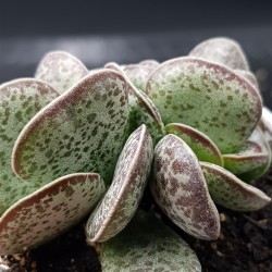 Adromischus rupicola γλ 8,5