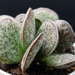 Adromischus rupicola γλ 8,5