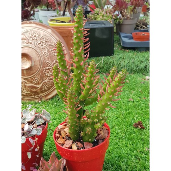 Austrocylindropuntia subulata (opuntia subulata) -unique 10,5