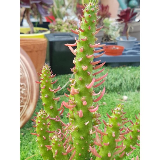 Austrocylindropuntia subulata (opuntia subulata) -unique 10,5
