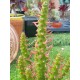Austrocylindropuntia subulata (opuntia subulata) -unique 10,5