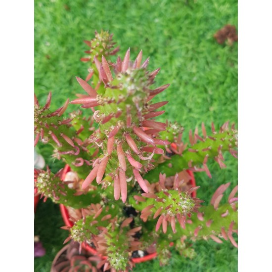 Austrocylindropuntia subulata (opuntia subulata) -unique 10,5