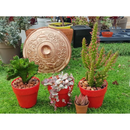Austrocylindropuntia subulata (opuntia subulata) -unique 10,5
