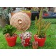 Austrocylindropuntia subulata (opuntia subulata) -unique 10,5