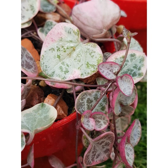 Ceropegia woodii "String of Hearts" variegata 10