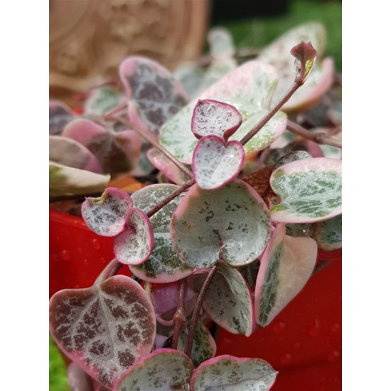 Ceropegia woodii "String of Hearts" variegata 10