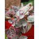 Ceropegia woodii "String of Hearts" variegata 10