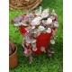 Ceropegia woodii "String of Hearts" variegata 10