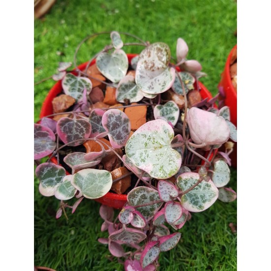 Ceropegia woodii "String of Hearts" variegata 10