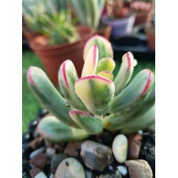 Cotyledon orbiculata f.varieggta cv.long leaf 