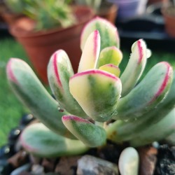 Cotyledon orbiculata f.varieggta cv.long leaf 
