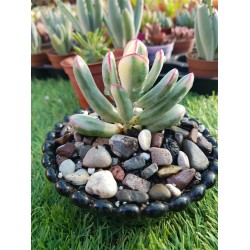 Coteledon orbiculata f.varieggta cv.long leaf (unique )