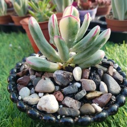 Cotyledon orbiculata f.varieggta cv.long leaf (unique )