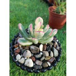 Coteledon orbiculata f.varieggta cv.long leaf (unique )