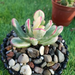 Cotyledon orbiculata f.varieggta cv.long leaf (unique )