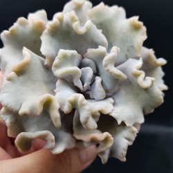 Echeveria crispate beauty  γλ. 8,5