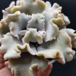 Echeveria crispate beauty  γλ. 8,5