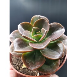 Echeveria " melaco " gl. 8,5 