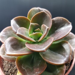 Echeveria " melaco " gl. 8,5 