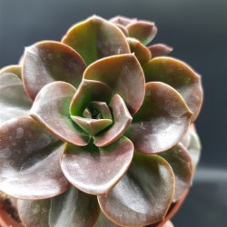 Echeveria " melaco " gl. 8,5 