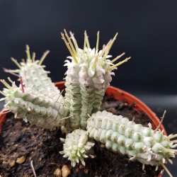 Euphorbia mammillaris  variegata γλ.8.5