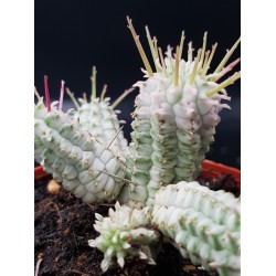 Euphorbia mammillaris  variegata γλ.8.5