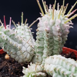 Euphorbia mammillaris  variegata γλ.8.5