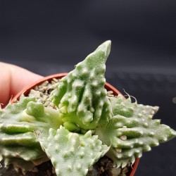 Faucaria tigrina γλ. 8,5