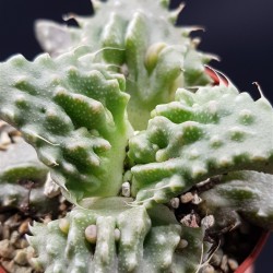 Faucaria tigrina γλ. 8,5