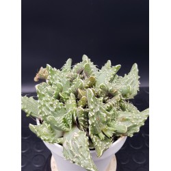 Faucaria tigrina  ( μοναδικό φυτό -unique )