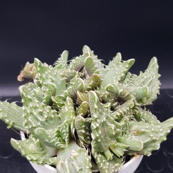 Faucaria tigrina  ( μοναδικό φυτό -unique )